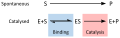 Enzyme mechanism