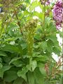 Syringa vulgaris