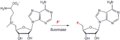 Structure of the enzyme fluorinase
