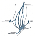 Inferior rectal veins - Image 1