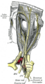 Gray's Anatomy illustration 776