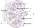 Illustration of kidney