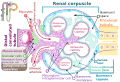 Renal corpuscle diagram