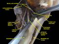 Mandibular canal