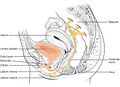Nerves innervating the urinary system