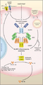 Three models of NLRP3 inflammasome activation