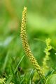Broadleaf Plantain Spike