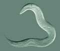 C. elegans Goldstein Lab UNC