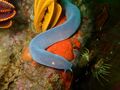 Hagfish
