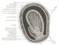 Internal spermatic fascia
