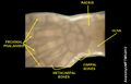 Micro-radiography of 8 weeks human embryo hand