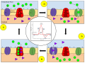 Membrane permeability of a neuron during an action potential
