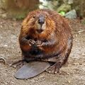 Rodent