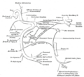 Cervical branch of the facial nerve