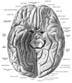 Fusiform gyrus