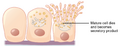 Holocrine mode of secretion by glands