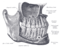 Fibrous_joint