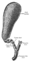 Gray's anatomy illustration of gall bladder
