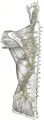 Third occipital nerve