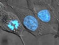 Cell (biology)