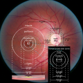 Diagram of the macula