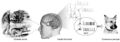 Neural Correlates of Consciousness