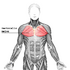Pectoralis_major