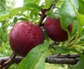 Plums