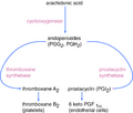 Thromboxane synthesis pathway