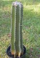 Cereus repandus