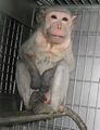 Animal testing on non-human primates