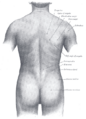 Gray's Anatomy illustration 1211