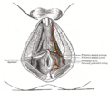 Ischiocavernosus muscle