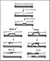 Homologous recombination process