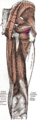 Obturator externus muscle