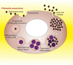 Chlamydiae are Gram-negative bacteria