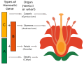 ABC model of flower development