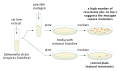 Illustration of the Ames test for detecting mutagenic compounds