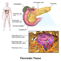 Pancreatic islet tissue illustration