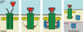JAK-STAT pathway