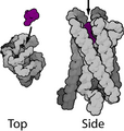 Mu-opioid receptor (GPCR)