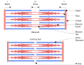 Sarcomere