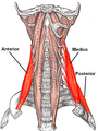 Scalenus