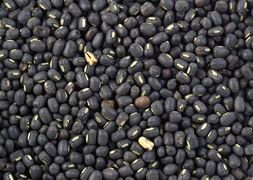 black gram or urad (Vigna mungo)