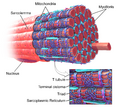 Skeletal muscle illustration