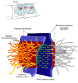 Desmosome cell junction