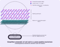 Schematic of Gram-positive cell wall