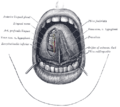 Gray's Anatomy illustration of the tongue