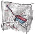 Obturator canal