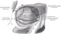 The veins of the scalp, face, and neck.